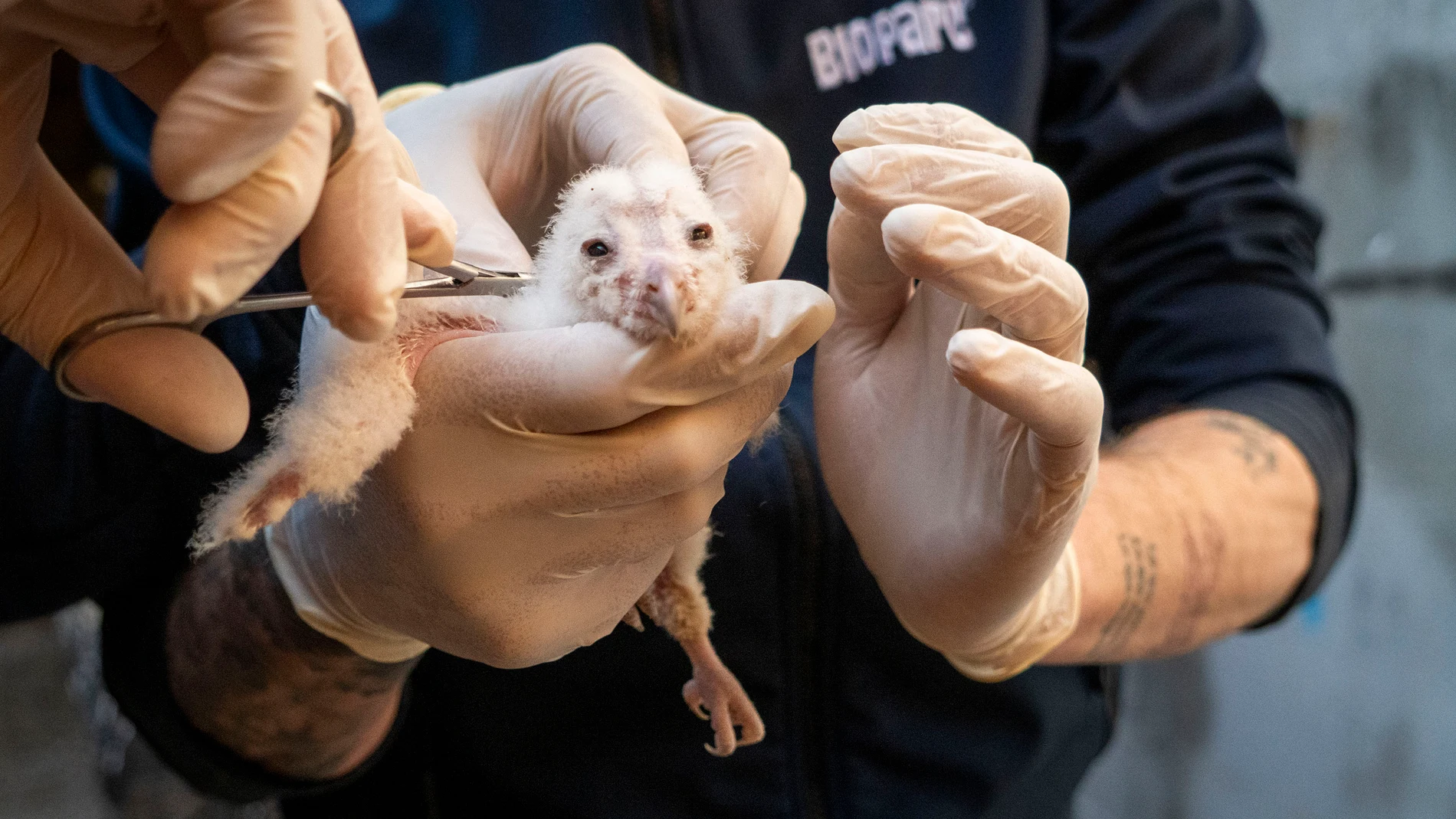 Nacen los primeros polluelos de lechuza común en el Bioparc (Valencia)