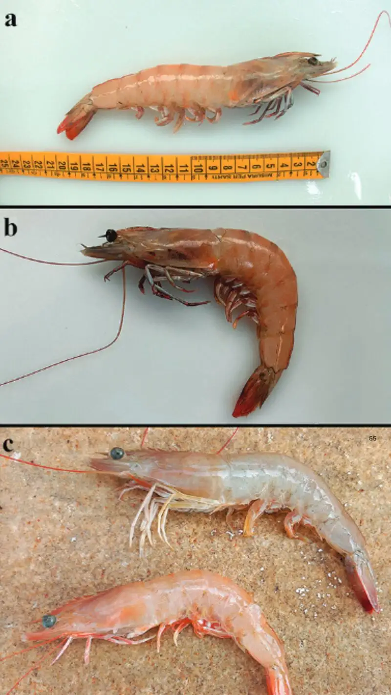 Especímenes de Penaeus aztecus cazados en: A) Altea, B) Moraira y C) Cullera