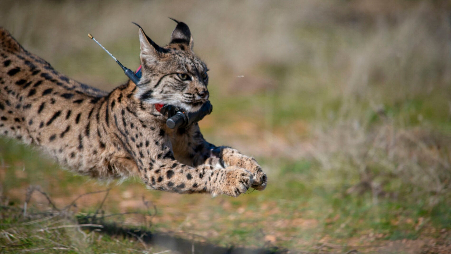 Almuradiel lidera la recuperación del lince ibérico tras una década de reintroducción en Sierra Morena