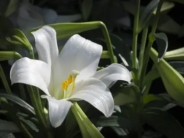 Perfectas para habitaciones oscuras: estas 5 plantas de interior apenas necesitan luz Perfectas para habitaciones oscuras: estas 5 plantas de interior apenas necesitan luz