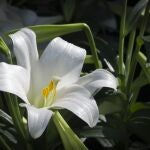 Perfectas para habitaciones oscuras: estas 5 plantas de interior apenas necesitan luz