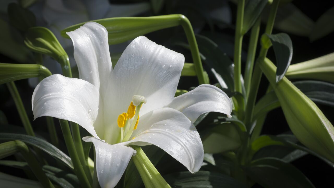 Perfectas para habitaciones oscuras: estas 5 plantas de interior apenas necesitan luz
