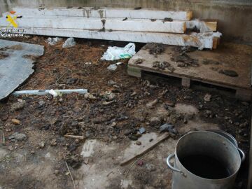 El SEPRONA investiga a un vecino de Logro&ntilde;o por un grave caso de maltrato animal