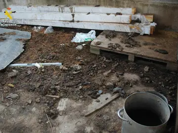 El SEPRONA investiga a un vecino de Logroño por un grave caso de maltrato animal El SEPRONA investiga a un vecino de Logroño por un grave caso de maltrato animal