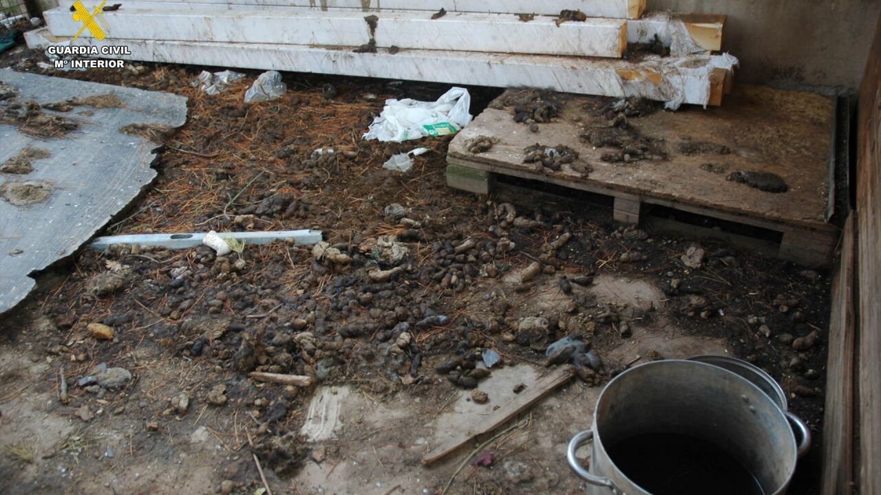 Grave caso de maltrato animal: seis perros devoran a otro por falta de alimento tras ser abandonados