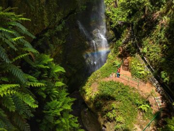 Bosque de Los Tilos, en La Palma