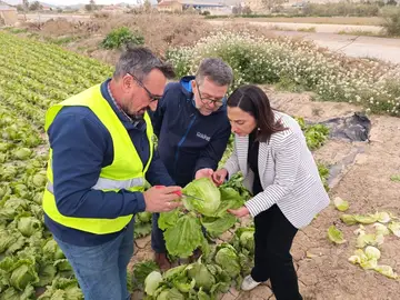 Imagen de la consejera de Agua, Agricultura, Ganadería y Pesca, Sara Rubira, junto a agricultores, durante su visita a los cultivos más afectados de plagas en Lorca Imagen de la consejera de Agua, Agricultura, Ganadería y Pesca, Sara Rubira, junto a agricultores, durante su visita a los cultivos más afectados de plagas en Lorca