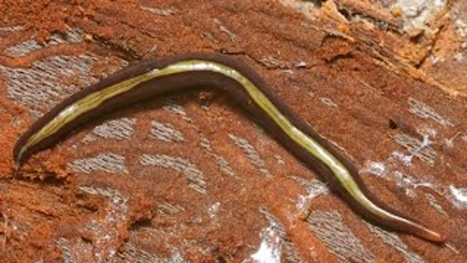 Los gusanos Caenoplana variegata son muy resistentes y pueden sobrevivir incluso al ser cortados