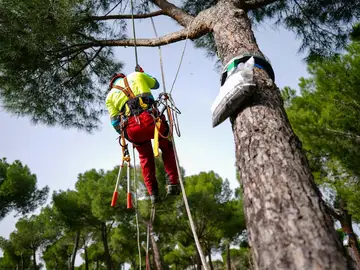 En guerra contra la oruga procesionaria: más de 53.500 nidos retirados de los parques de Madrid En guerra contra la oruga procesionaria: más de 53.500 nidos retirados de los parques de Madrid