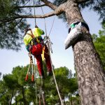 En guerra contra la oruga procesionaria: m&aacute;s de 53.500 nidos retirados de los parques de Madrid