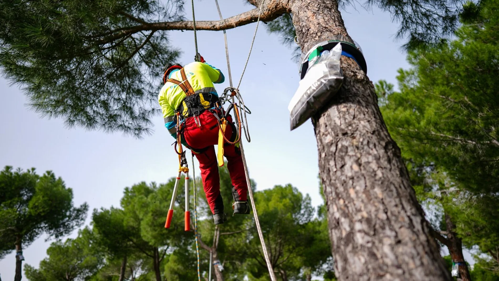 En guerra contra la oruga procesionaria: más de 53.500 nidos retirados de los parques de Madrid
