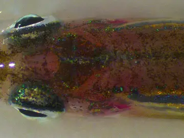 Cabeza del pez cebra. Cabeza del pez cebra.