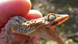 Imagen de archivo de una salamanquesa