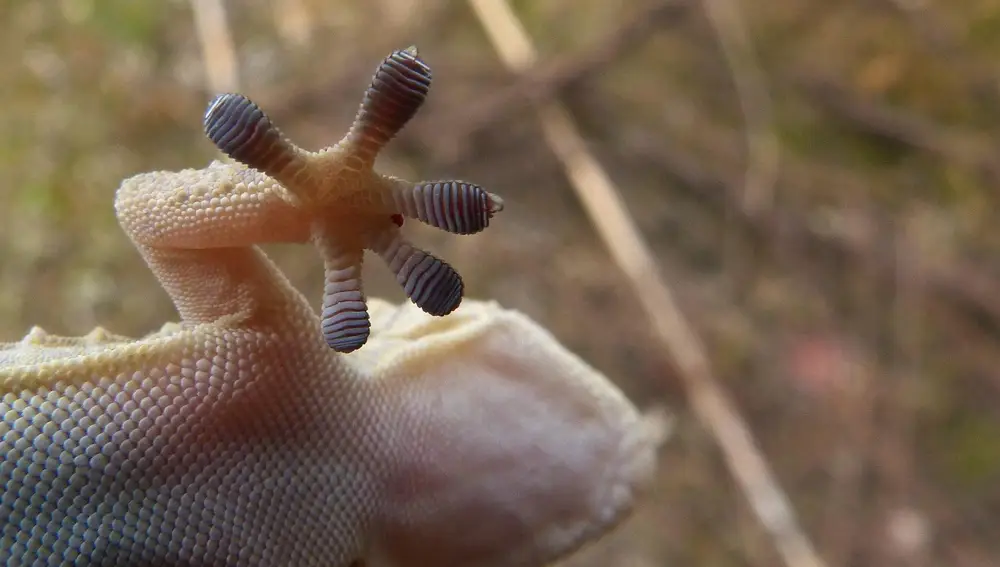 Salamanquesa vista desde abajo