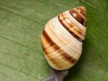 Logro de la ciencia: reintroducen una especie de caracol despu&eacute;s de 30 a&ntilde;os