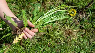 Este producto de cocina se está convirtiendo en el aliado inesperado contra las malas hierbas Este producto de cocina se está convirtiendo en el aliado inesperado contra las malas hierbas