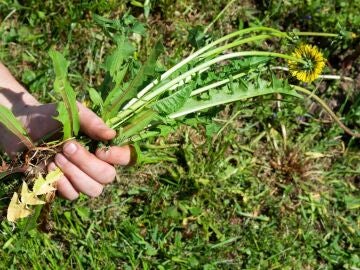 Este producto de cocina se est&aacute; convirtiendo en el aliado inesperado contra las malas hierbas