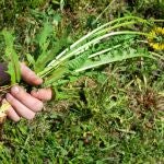 Este producto de cocina se est&aacute; convirtiendo en el aliado inesperado contra las malas hierbas