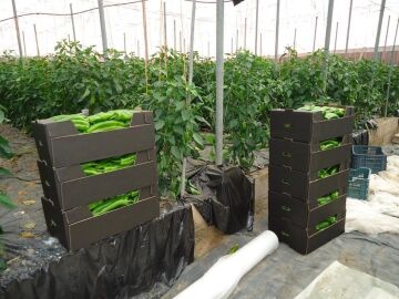 Cajas de pimientos recolectados en un invernadero de Almer&iacute;a