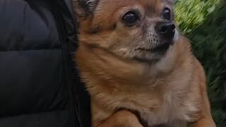 La historia de Pinki, un perro viral en redes que inspira una iniciativa solidaria