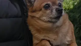 La historia de Pinki, un perro viral en redes que inspira una iniciativa solidaria La historia de Pinki, un perro viral en redes que inspira una iniciativa solidaria