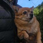 La historia de Pinki, un perro viral en redes que inspira una iniciativa solidaria