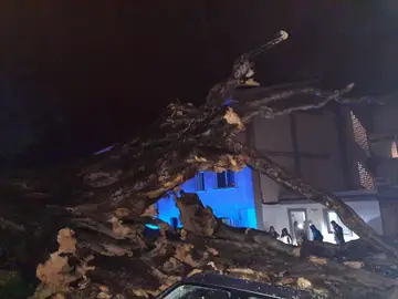 La borrasca 'Regina' tumba en Tenerife un drago de más de 200 años y arrastra muros y vehículos a su paso Cae el drago de San Francisco, en Los Realejos