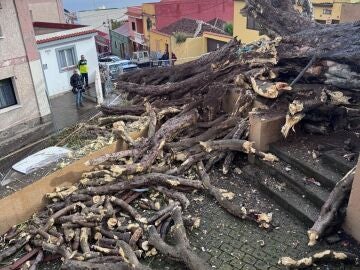 Restos del drago de San Francisco, en Los Realejos REMITIDA / HANDOUT por AYUNTAMIENTO DE LOS REALEJOS Fotograf&iacute;a remitida a medios de comunicaci&oacute;n exclusivamente para ilustrar la noticia a la que hace referencia la imagen, y citando la procedencia de la imagen en la firma 05/03/2026