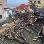 T&eacute;cnicos de sanidad vegetal analizan las causas del desplome del drago bicentenario de San Francisco (Los Realejos)