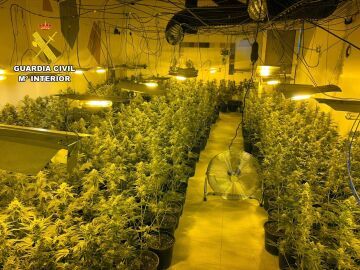 La Guardia Civil desmantela en Mazarr&oacute;n (Regi&oacute;n de Murcia) un grupo delictivo que cultivaba m&aacute;s de 1.000 plantas de marihuana