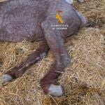 Estado en el que se encontraba la yegua