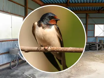 Un jubilado de 78 años se enfrenta a una multa de 200.000 euros por eliminar nidos de golondrina en su casa de Burgos Un jubilado de 78 años se enfrenta a una multa de 200.000 euros por eliminar nidos de golondrina en su casa de Burgos