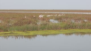 Imagen de la finca Veta la Palma en el Espacio Natural de Do&ntilde;ana