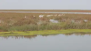 Imagen de la finca Veta la Palma en el Espacio Natural de Doñana Imagen de la finca Veta la Palma en el Espacio Natural de Doñana