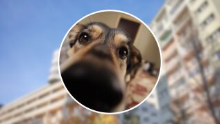 &iquest;Tu vecino tiene un perro y te molesta? Esto es lo que puedes (y no puedes) hacer seg&uacute;n la Ley de Propiedad Horizontal