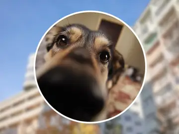 ¿Tu vecino tiene un perro y te molesta? Esto es lo que puedes (y no puedes) hacer según la Ley de Propiedad Horizontal ¿Tu vecino tiene un perro y te molesta? Esto es lo que puedes (y no puedes) hacer según la Ley de Propiedad Horizontal