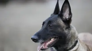 Pastor belga Malinois perro Pastor belga Malinois perro