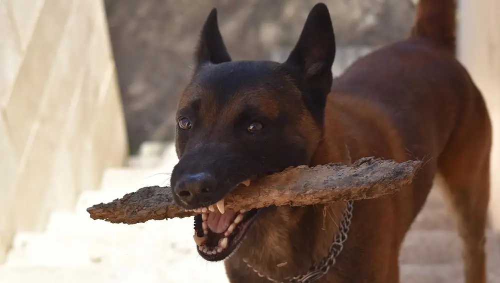 Pastor belga Malinois con un palo