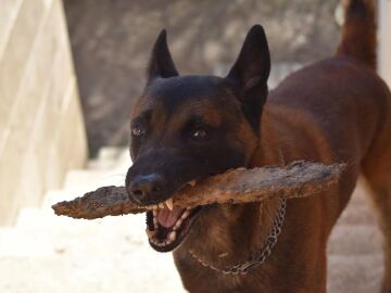 Pastor belga Malinois con un palo