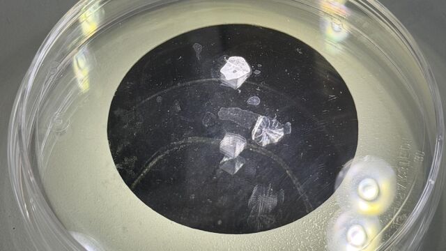 Regeneran c&oacute;rnea humana a partir de escamas de diferentes especies de peces como las carpas