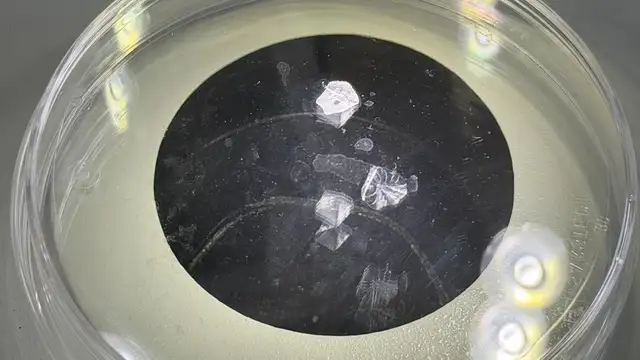 Regeneran córnea humana a partir de escamas de diferentes especies de peces como las carpas Regeneran córnea humana a partir de escamas de diferentes especies de peces como las carpas