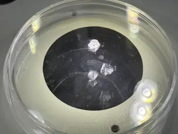 Regeneran córnea humana a partir de escamas de diferentes especies de peces como las carpas Regeneran córnea humana a partir de escamas de diferentes especies de peces como las carpas