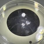 Regeneran c&oacute;rnea humana a partir de escamas de diferentes especies de peces como las carpas