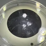 Regeneran córnea humana a partir de escamas de diferentes especies de peces como las carpas