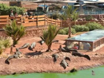 Cocodriloss en un zoo