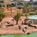 Cocodriloss en un zoo