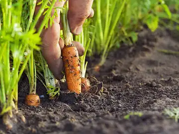 No solo las zanahorias ayudan a la vista: estos cuatro alimentos también pueden proteger tus ojos No solo las zanahorias ayudan a la vista: estos cuatro alimentos también pueden proteger tus ojos