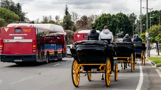 Vehículos circulando por las calles de Sevilla Coches de caballos en el Prado de San Sebastián de Sevilla. A 10 de marzo del 2026 en Sevilla, España. El Ayuntamiento de Sevilla ha sacado a consulta pública la futura modificación del la Ordenanza Reguladora del Transporte de Viajeros en Coches de Caballos de la ciudad. Con esta modificación el Consistorio busca "mayor rigidez en el control del bienestar animal y la regulación de tránsito de coches de caballos en horas punta por la incidencia que tienen en el tráfico".10 MARZO 2026Eduar...