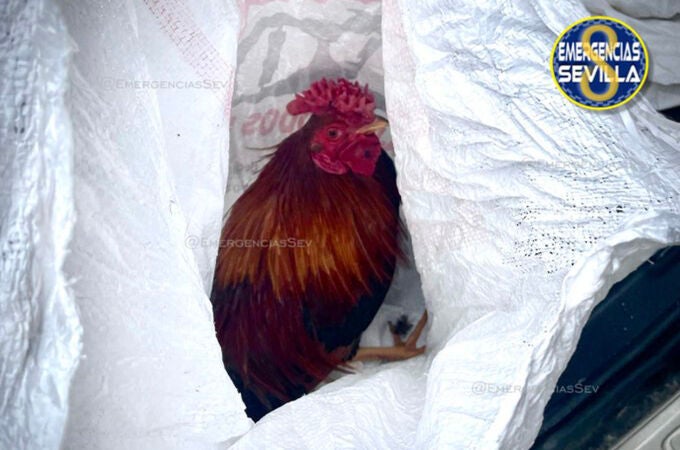 Intervenidos 17 gallos de pelea abandonados en las inmediaciones del cementerio de Sevilla