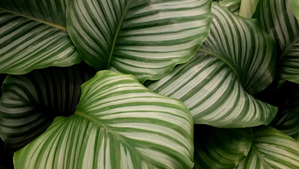 Hojas de calathea